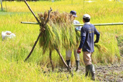 天日干し コシヒカリ 玄米 60kg