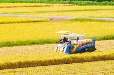 コシヒカリ 玄米 30kg